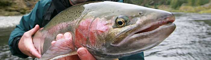 Fly fish for Klamath Steelhead Fishing Gear - Marble Mountain